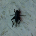 Field Cricket