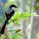 Long-tailed Shrike