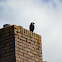 Western Jackdaw