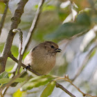 Bushtit