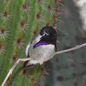 Costa Hummingbird