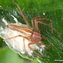 Lynx Spider