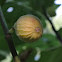 Celeste fig