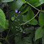 Deadly Nightshade