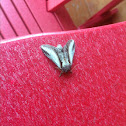 Black-rimmed Prominent Moth