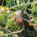 House Finch