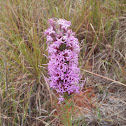 Blazing Star