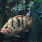 Tiger Rockfish
