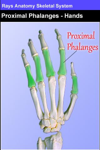 【免費醫療App】Rays Anatomy Skeletal System-APP點子