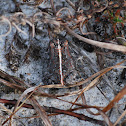 Oak Toad