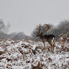 Fallow Deer