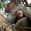 Bonnet macaque