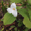 Great White Trillium