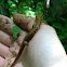 Longtail salamander