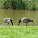 Canada Goose