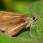 Skipper Butterfly
