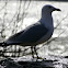 Ring-billed Gull