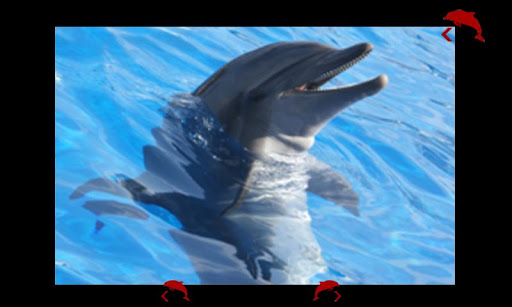免費下載教育APP|dolphins for all babies app開箱文|APP開箱王