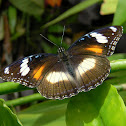 common eggfly (female)