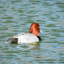 Redhead  Duck