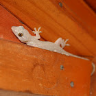 Gecko