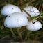 Oudemansiella