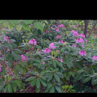 Rhododendron