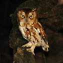 Eastern screech owl red morph