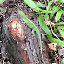 Carolina Anole