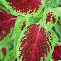 Coleus