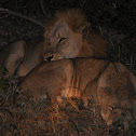 Lions