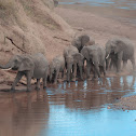 African Elephant