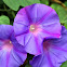 Ipomoea purpurea