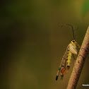 Scorpion fly