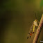Scorpion fly