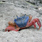 Mouthless Crab