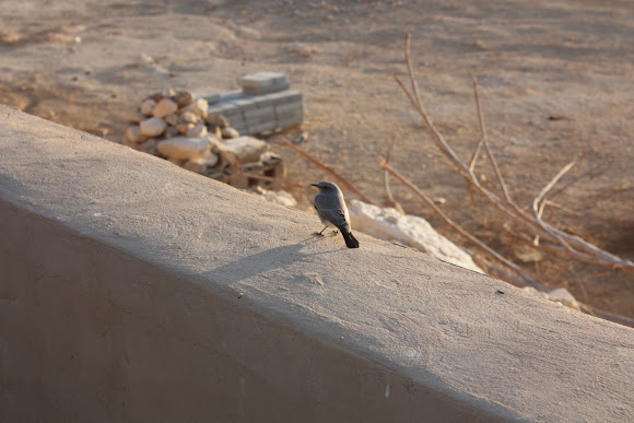 Spotting Image 1