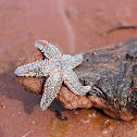Common Starfish