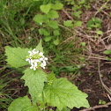 Garlic Mustard