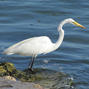 Great Egret