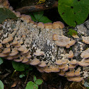 Turkey Tail