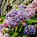 Hortensia