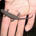 Alpine Newt