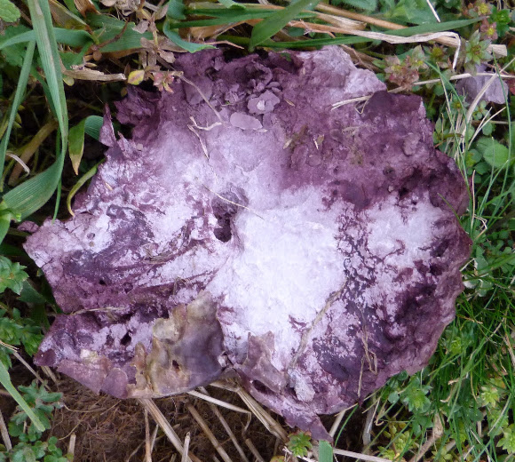 Spotting Image 1