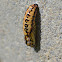 Garden Acraea