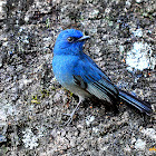 Nilgiri Flycatcher