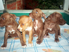 Vendo Cachorros Pitbull Puros Patas Largas