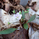 Spring Beauty