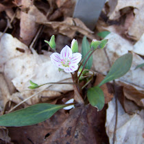Baltimore Woods Biodiversity Challenge