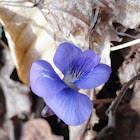 Violet